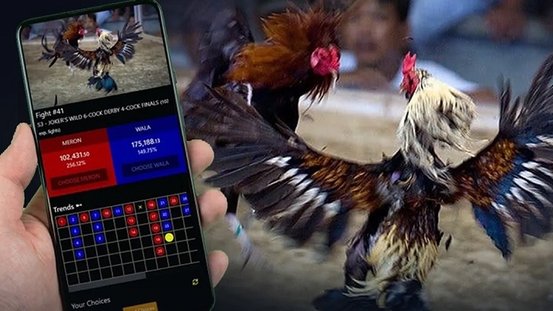 Nikmati akses mudah lewat situs judi sabung ayam online 24 jam terpercaya